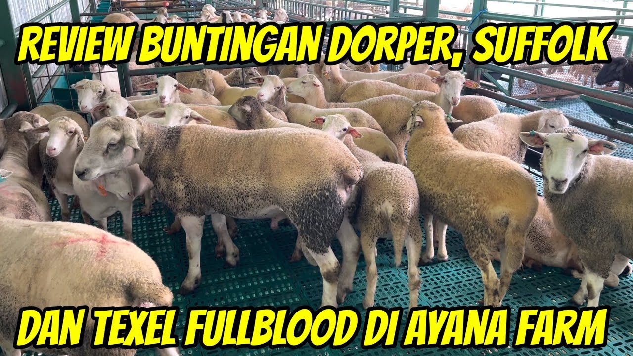 REVIEW HARGA DOMBA BUNTINGAN DORPER, SUFFOLK, TEXEL FULLBLOOD DI AYANA FARM KEDIRI