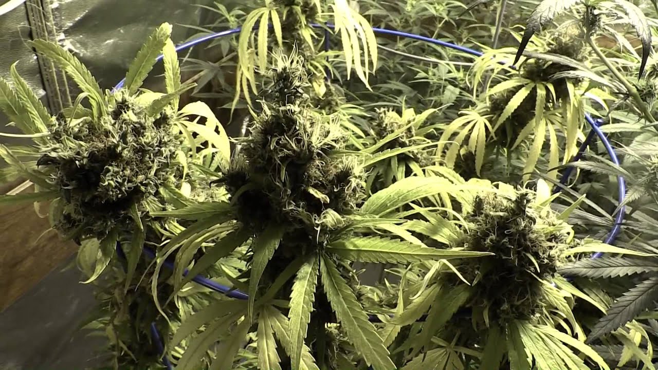 Eldorado's LAST APPEARANCE, garden update | DANK JOURNAL 014 |