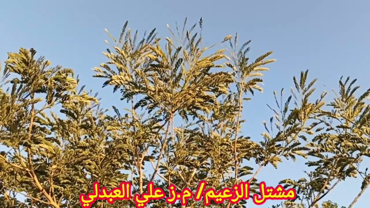 شجرة الالبيزيا الشجرة الثانية مراجعة شاملة #م_ز_علي_العبدلي #حملة_تشجير_العراق #من_اجل_عراق_اخضر