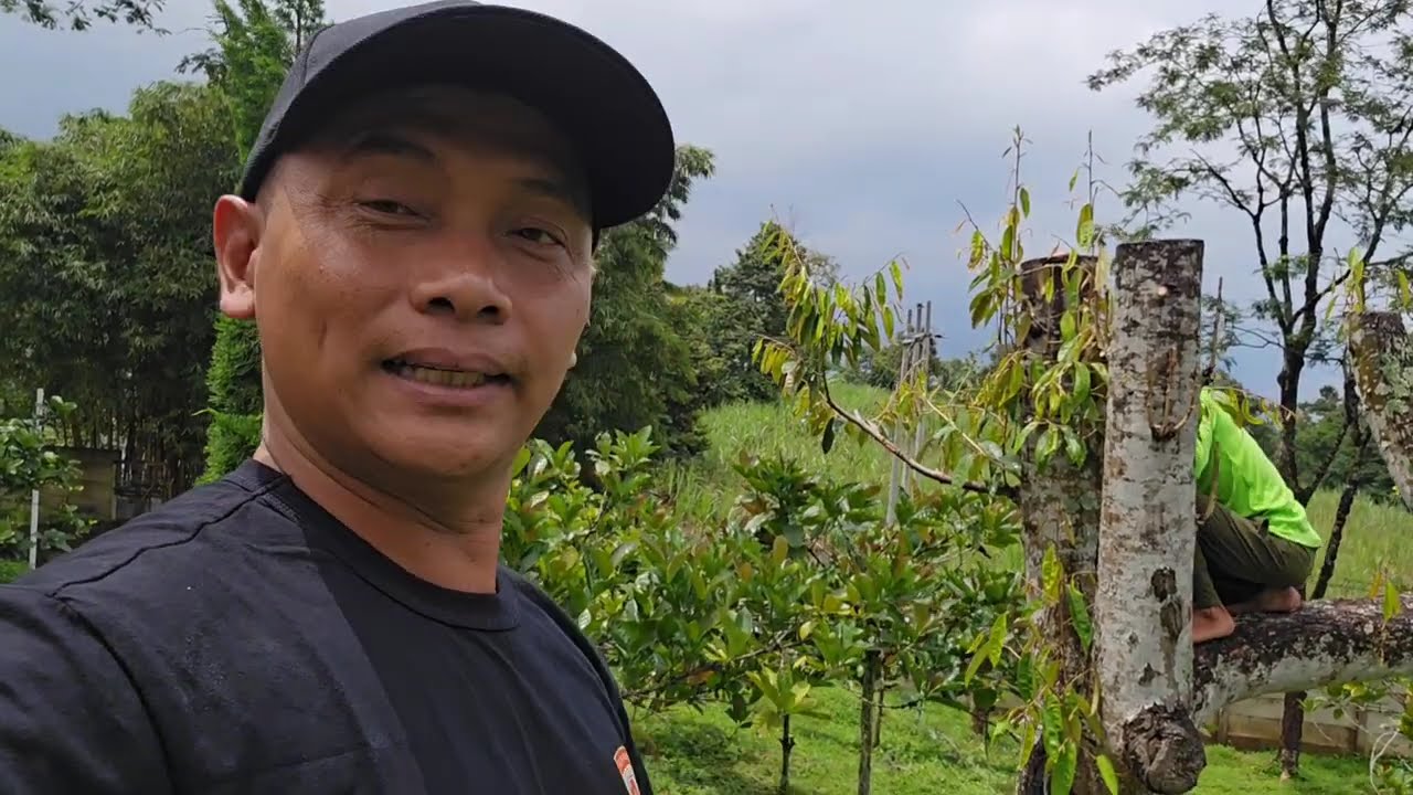 Dua Bulan Pasca Grafting Ochee