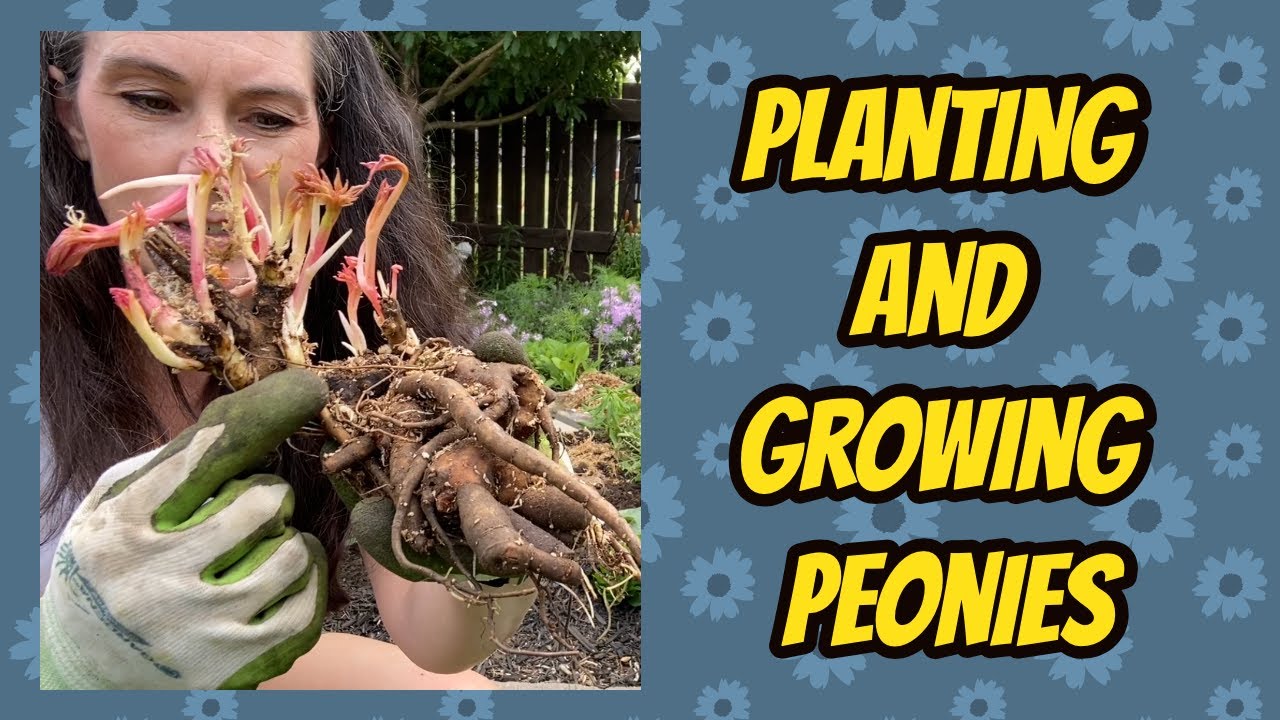 Peony Planting and Growing Guide