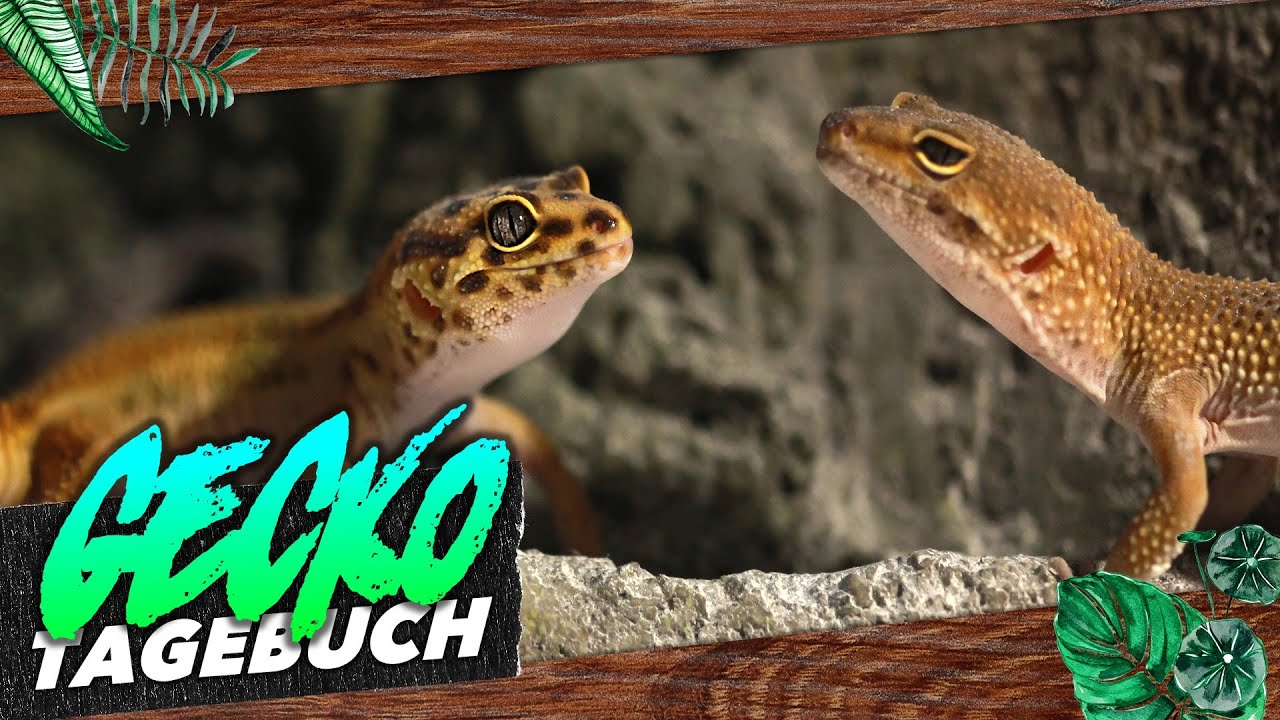 SO fütterst Du kleinen Leopardgecko Nachwuchs! - GeckoTagebuch