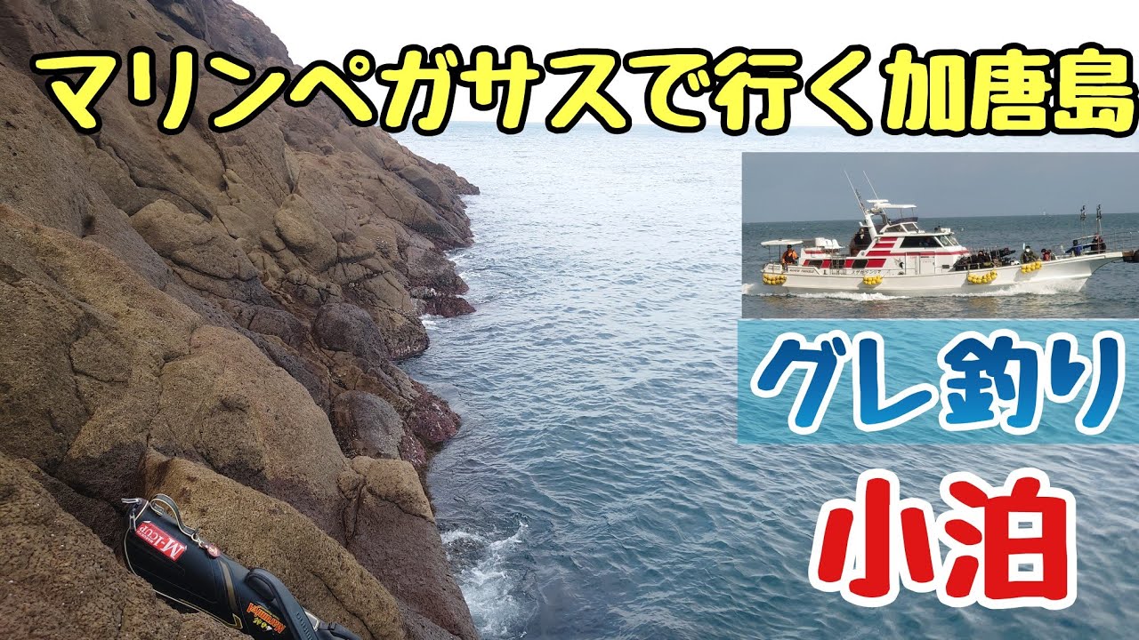マリンペガサスで行く加唐島❗グレも好調❗マジカグレ【磯グレ】
