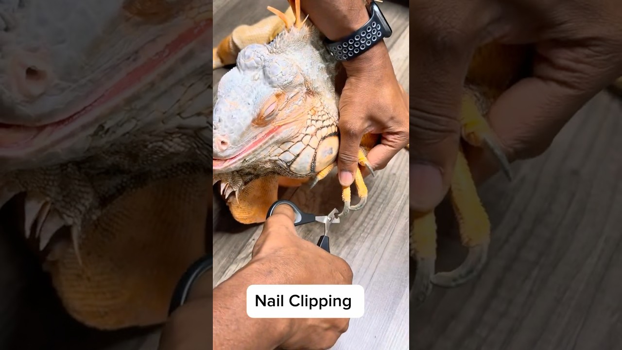 Clipping extremely sharp iguana nails #pet #iguana #care #reptiles #satisfying #animals