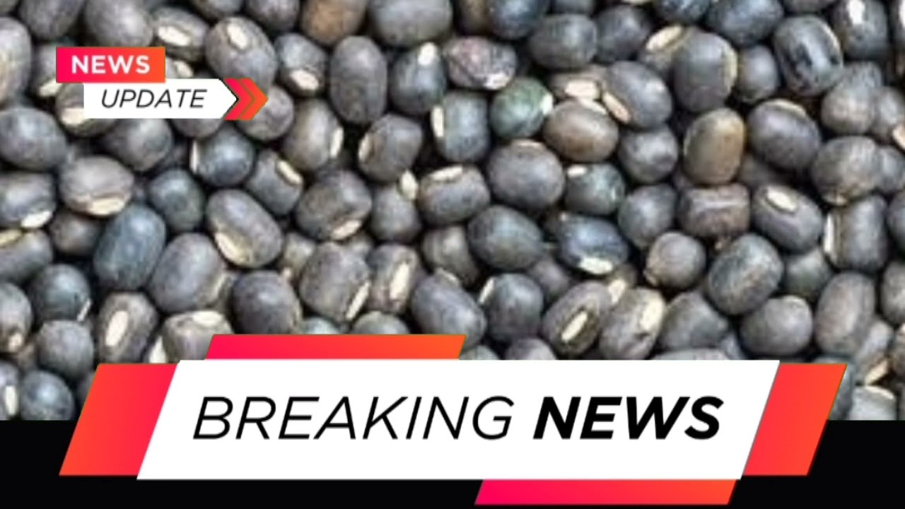Bharat Urad (black matpe) Import From Myanmar (Burma) | black matpe market outlook