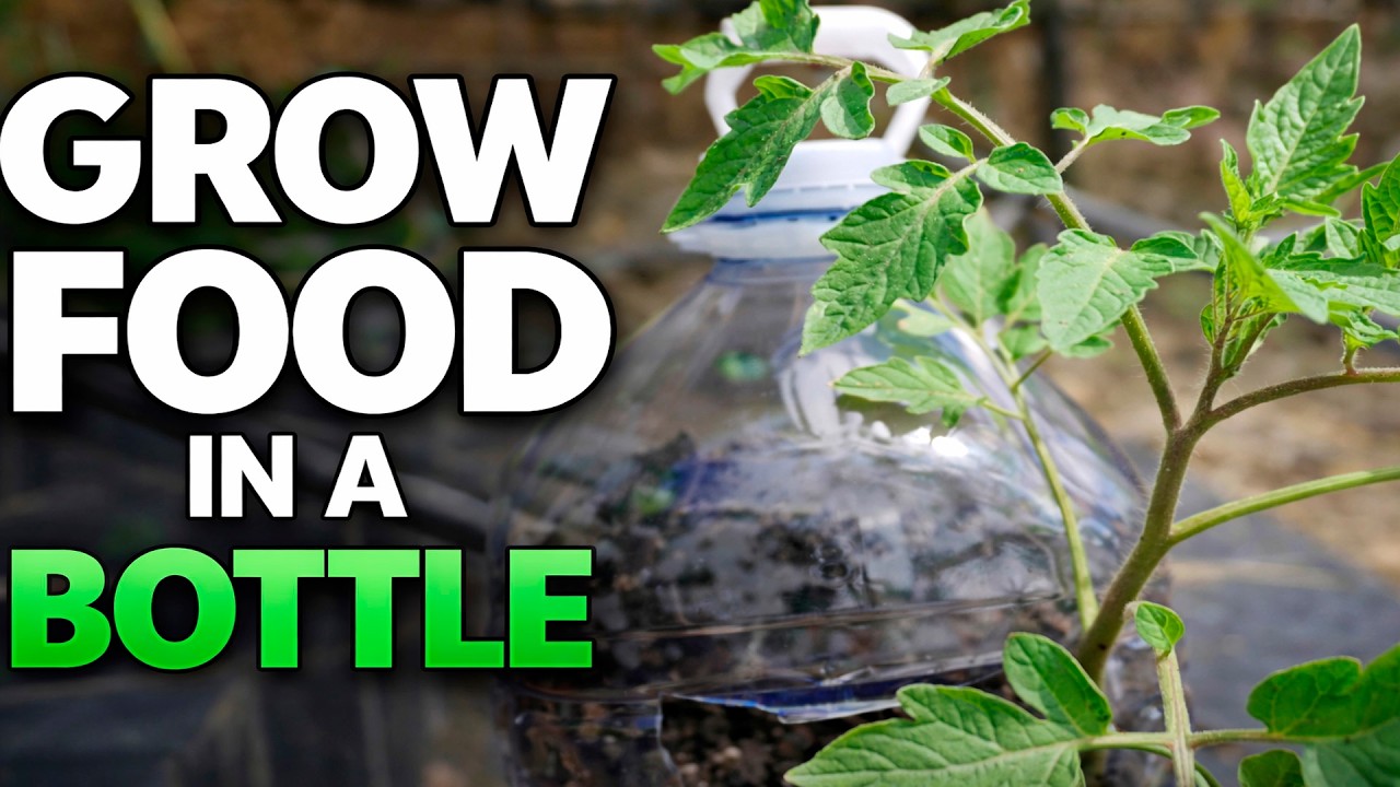 How to Grow Tomatoes and Cucumbers in a Plastic Bottle | Small Space Gardening