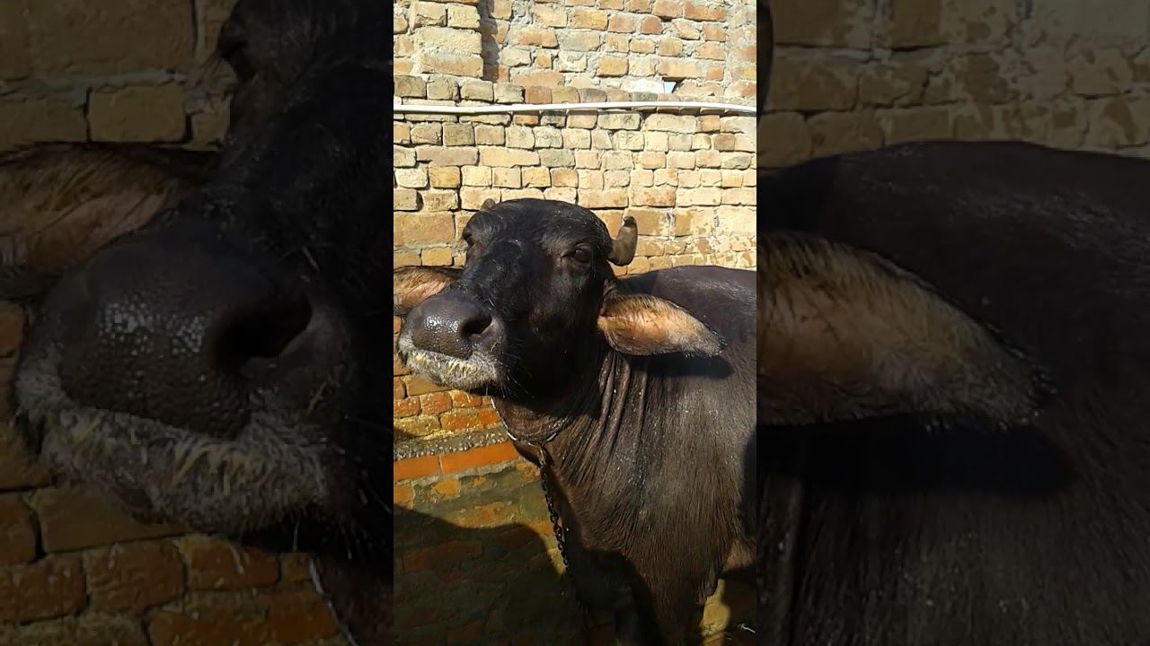 Milk 14 kg village dullowal dist mansa state punjab phone num 9915986174 sale this befflo