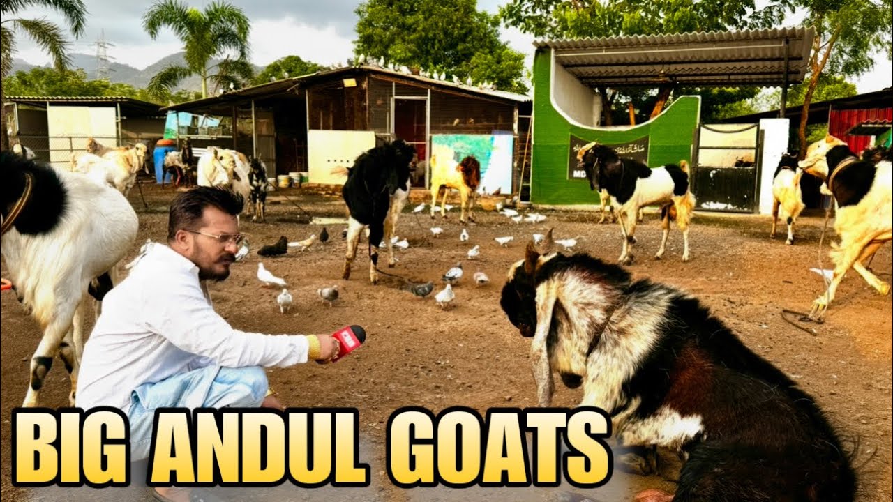 MDeonar Bakra Mandi 2025 | The Best Andul Goats of MD Goat Farm Padgha