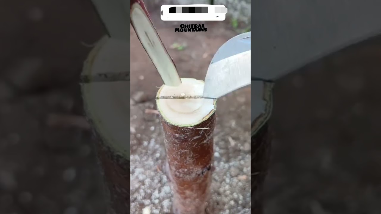 Magical Grafting: Transform Bitter Almond Trees into Sweet Apricot Wonders. #subscribe