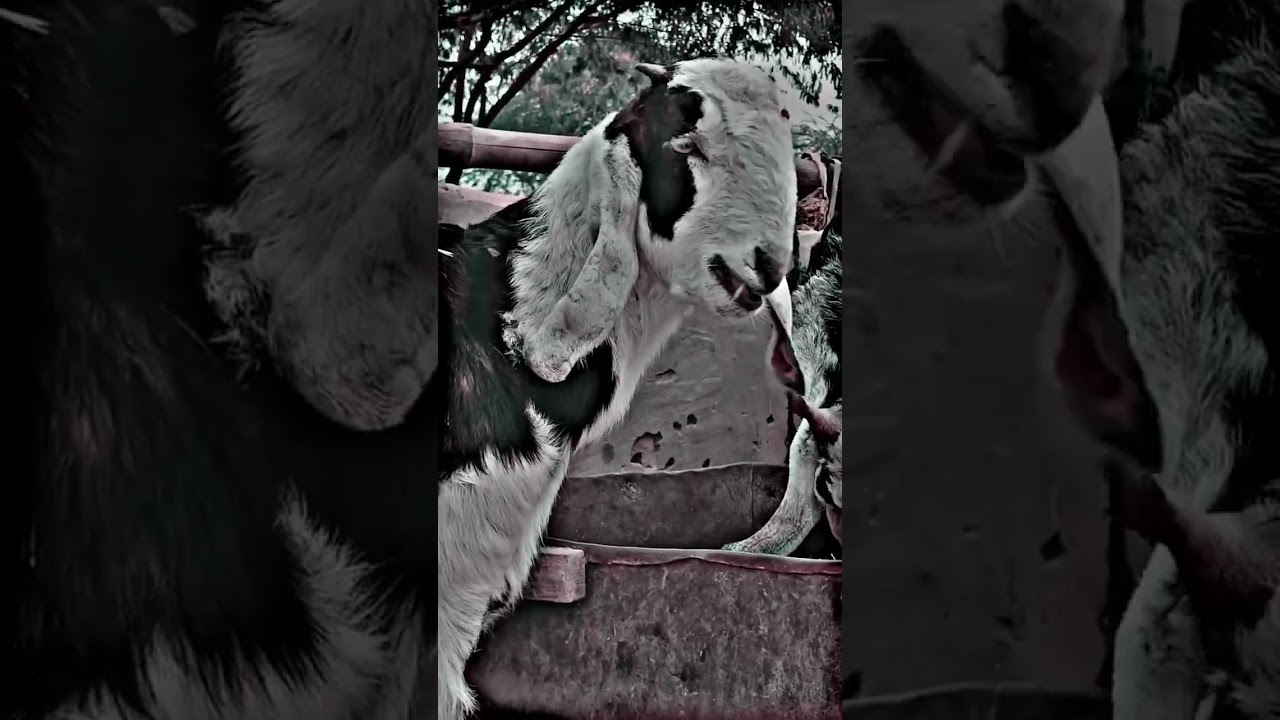 so beautiful ❤️ #love #arijitsingh #beautiful #shorts