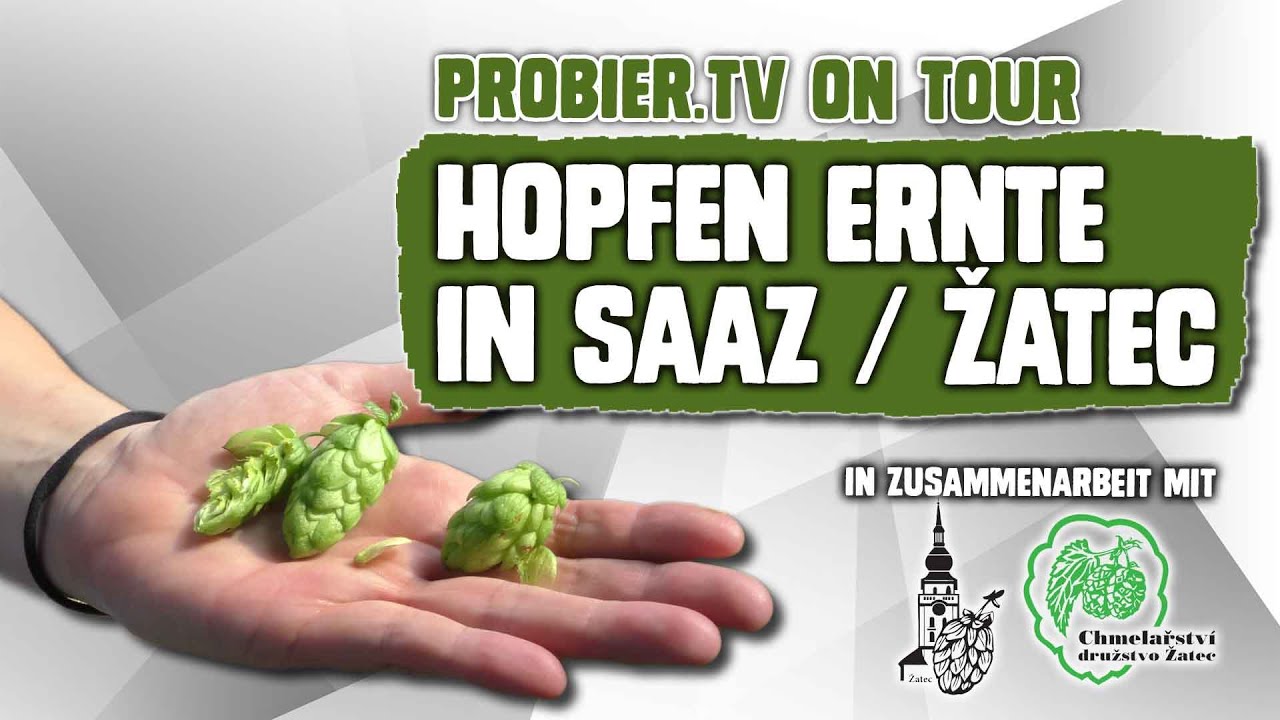 ON TOUR | Hopfenernte in Saaz / Žatec, CZ  | Craft Bier Video #2128