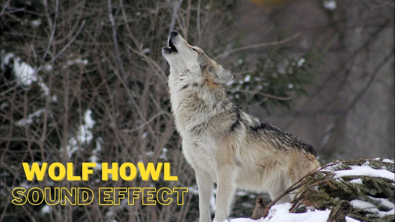 Wolf howl sound effect