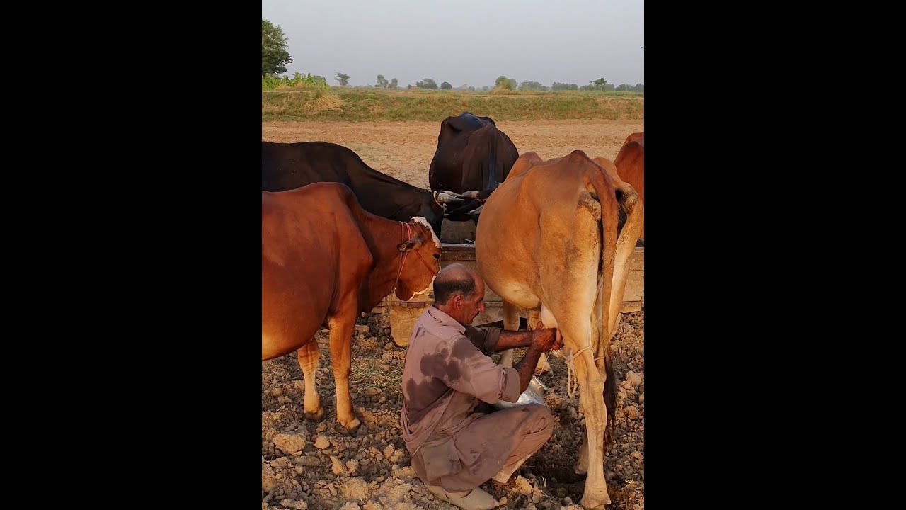 Daily Routine of a Farmer. (Village Life)