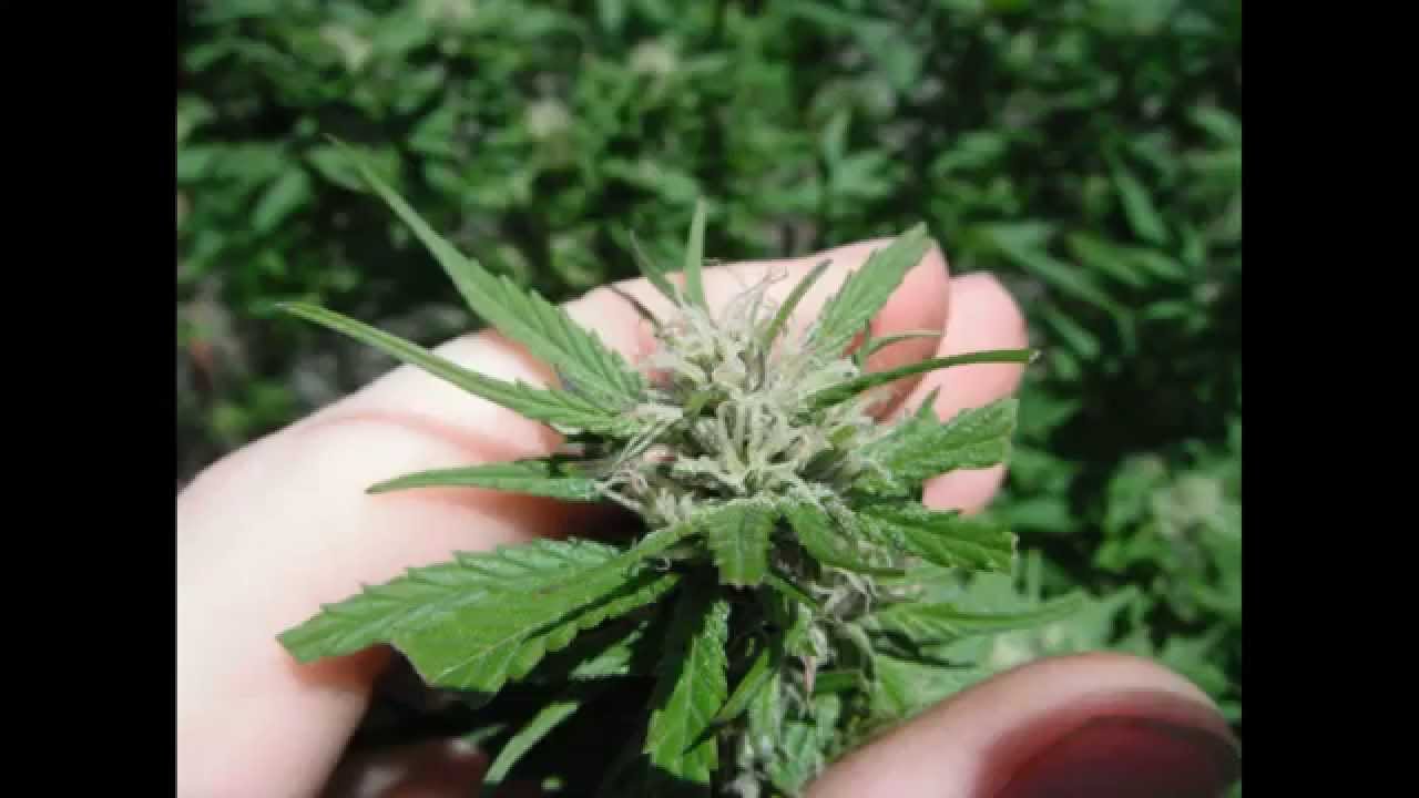 3 Weeks Before Harvest  ( 1 Massive Plant! )Pinched, SuperCropped And Tied Under The Fence