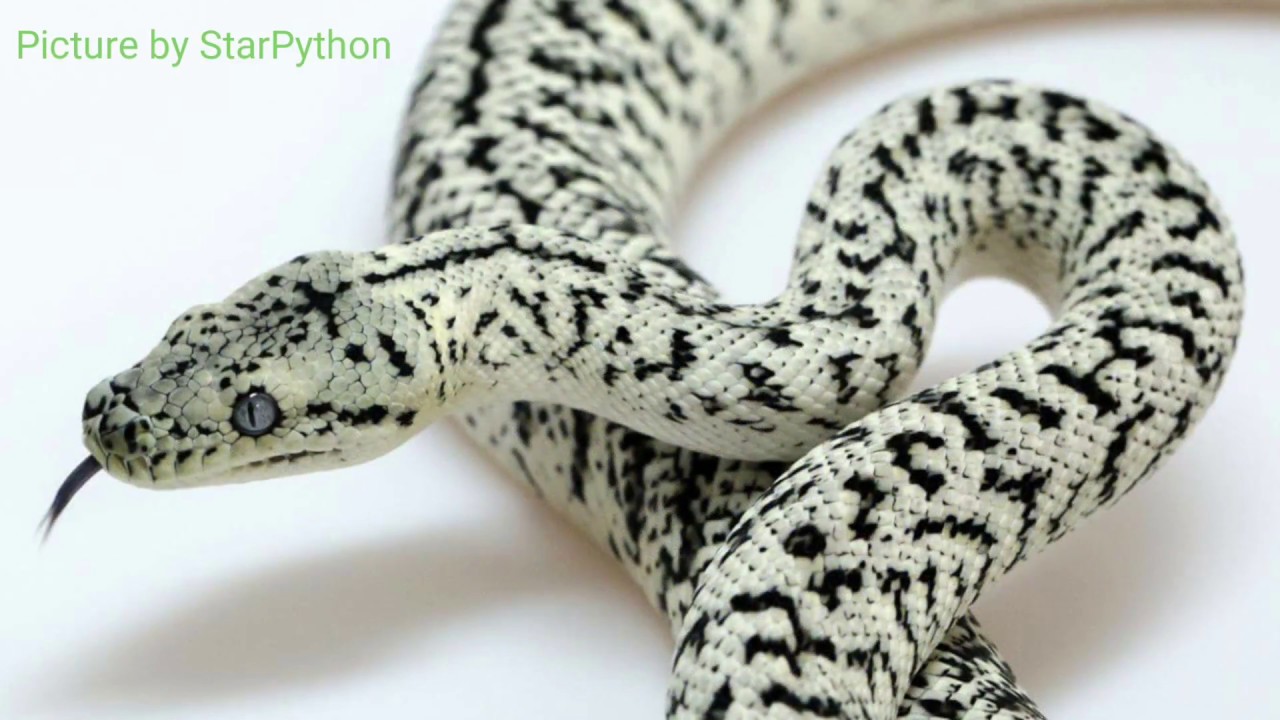 Granite Jag Carpet Python Ovulation