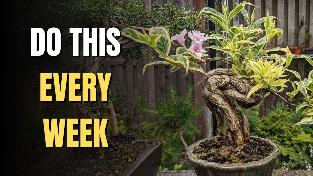 Do This Every Week to Keep Your Bonsai Healthy (Complete Checklist)