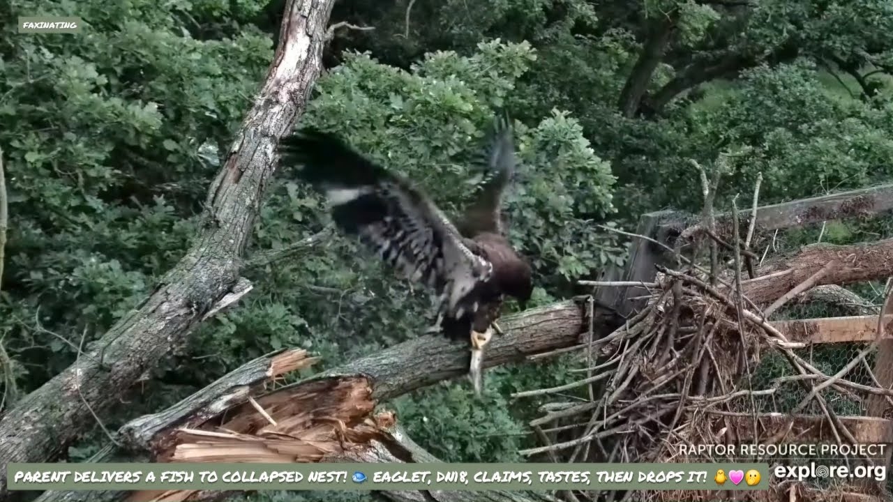 DECORAH EAGLES NORTH ~ DN18 CLAIMS FISH AT COLLAPSED NEST! 🐥🐟🥳 (12 wks old today) 6/17/24