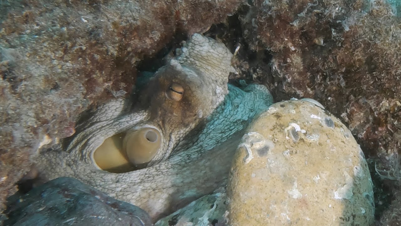 La Matella, una barra diferente (spoiler: pulpos 🐙 )