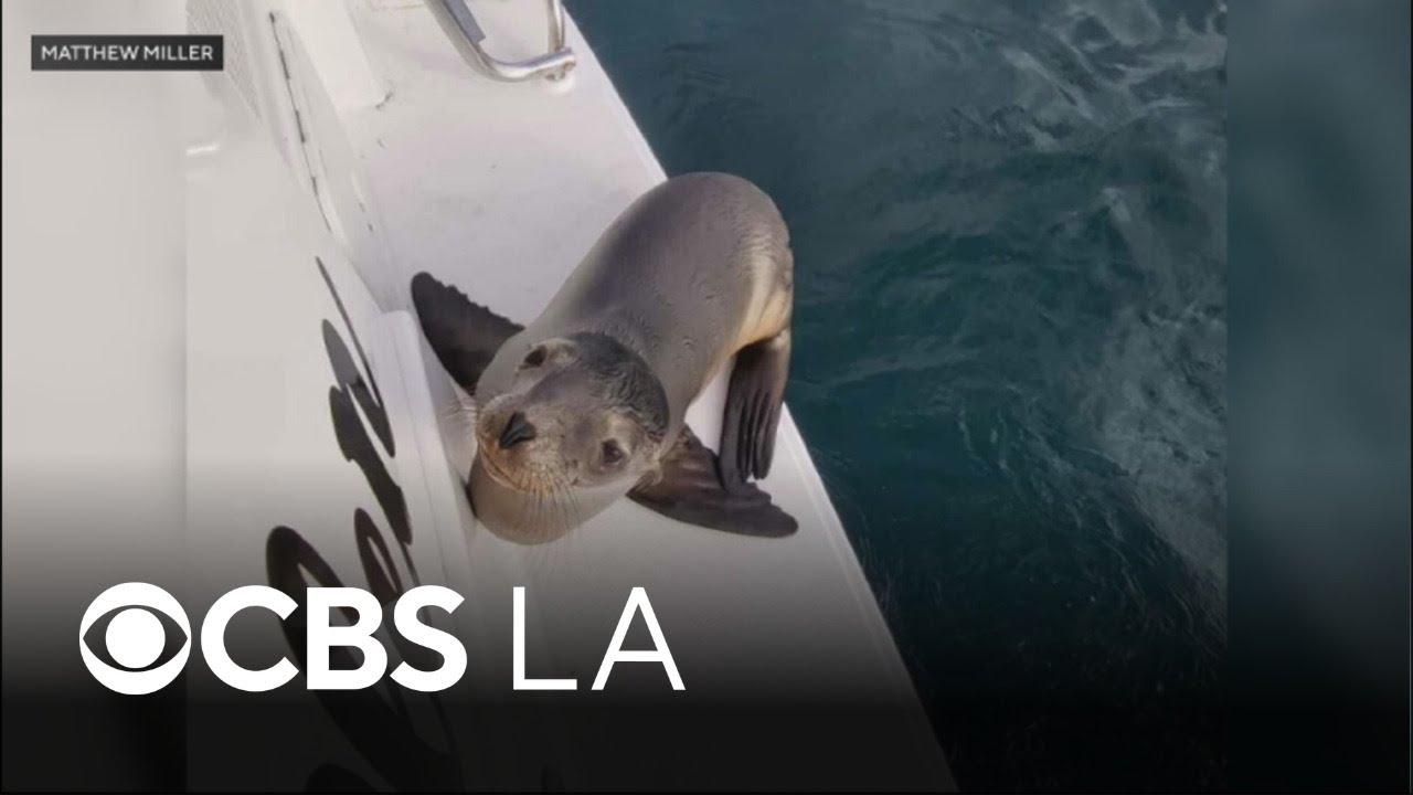 Orange County family ferries sick sea lion to coast