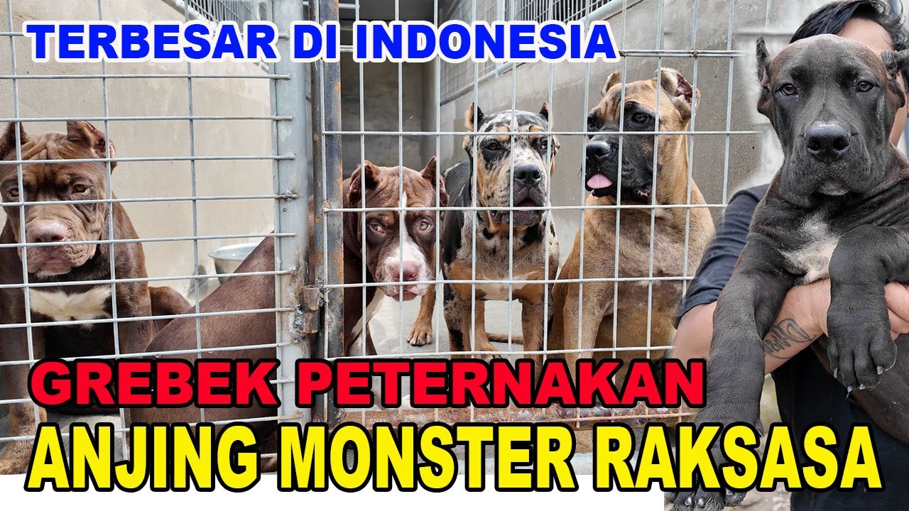 Grebek Peternakan Anjing Monster Raksasa Terbesar Di Indonesia