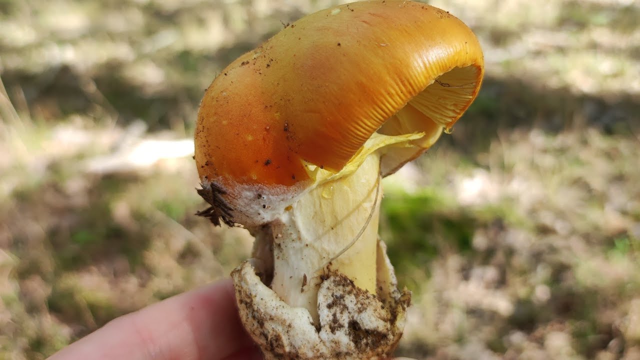 Amanita Caesarea 🍄🍄 LA REINA DE LAS SETAS 🍄🍄 2/2 hongos