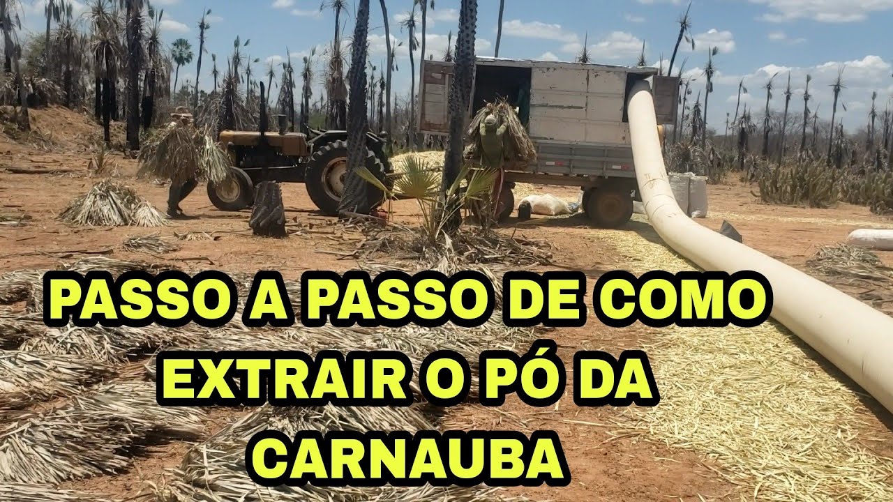 PASSO A PASSO DE COMO É EXTRAIDO O PÓ DA CARNAUBA