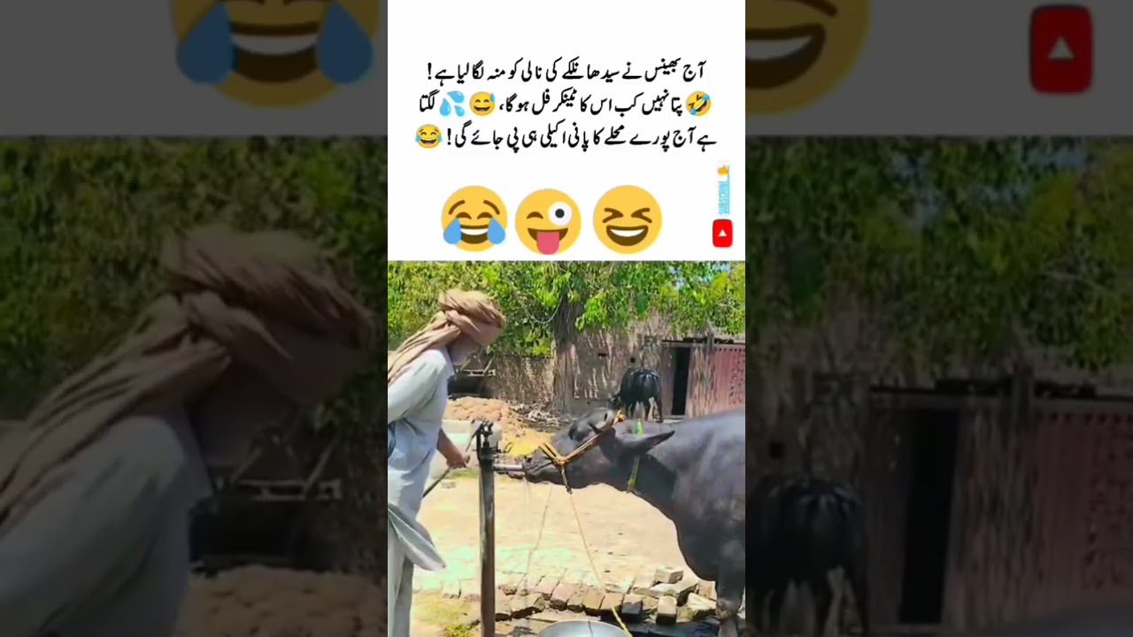 Laugh Till You Drop 😂🤣 #FunnyVideo #Comedy #Viral #Entertainment #LOL #Trending#uk#usa#uae#uknews