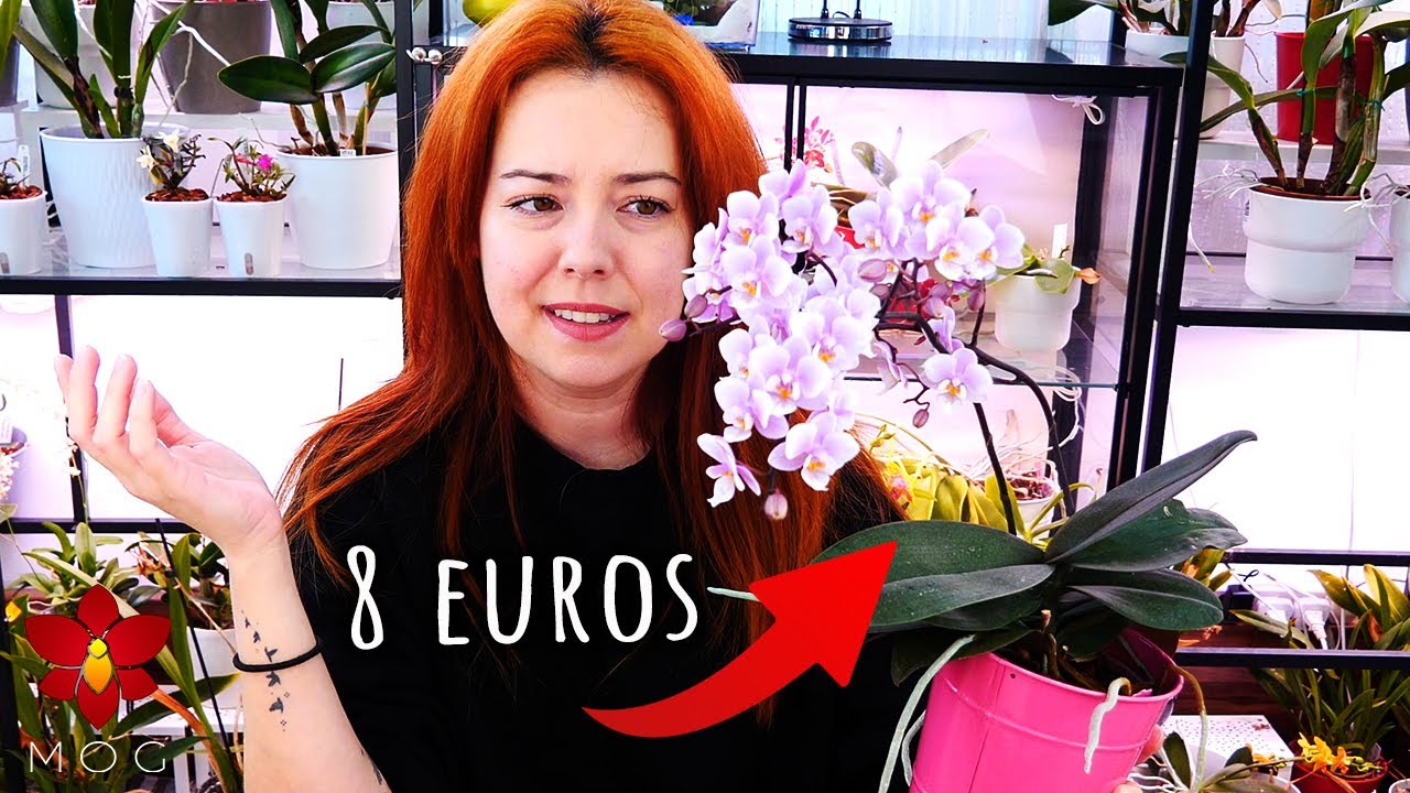 Посмотрите это, если хотите особенные орхидеи! 🤩
