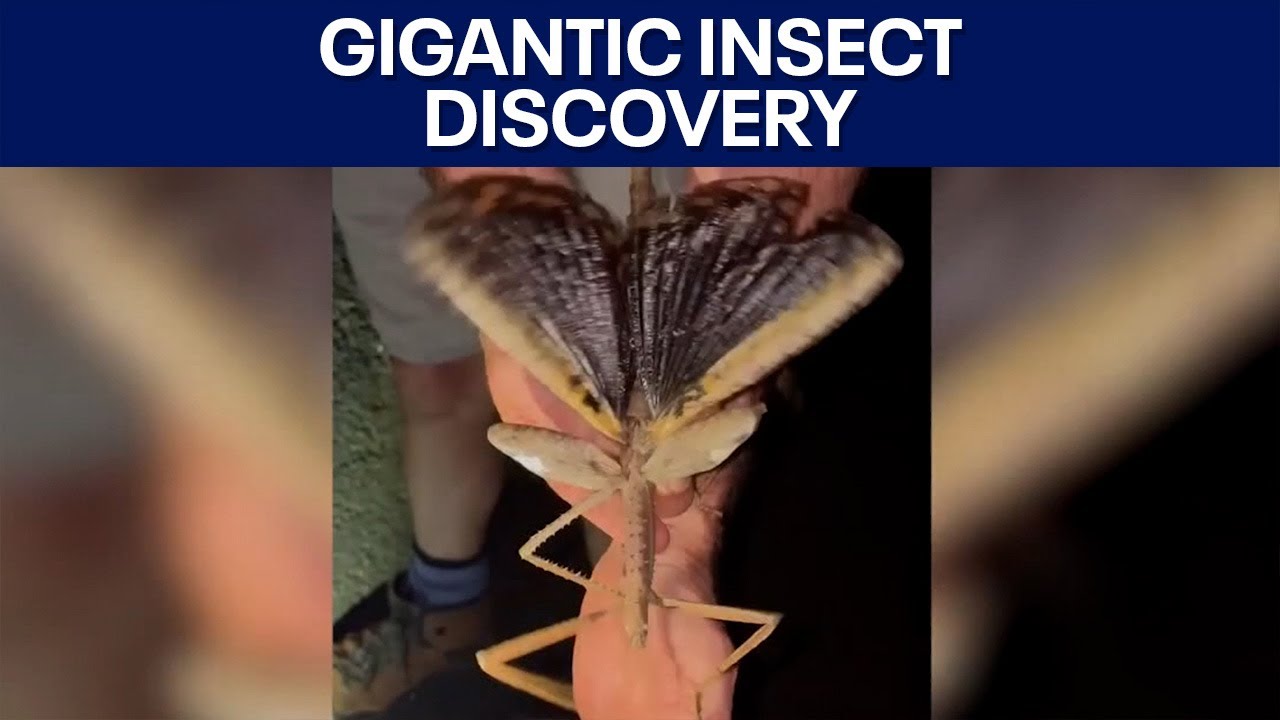 Large insect discovery, sushi spots in Austin, Donk Toss: Good Day Austin Round-Up | FOX 7 Austin