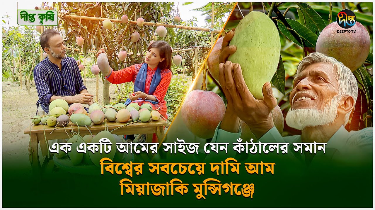 Deepto Krishi | এসটিএস ফাউন্ডেশনে বিশ্বের সব নামিদামি আম উৎপাদন এক একটির ওজন প্রায় পাঁচ কেজি | 1556