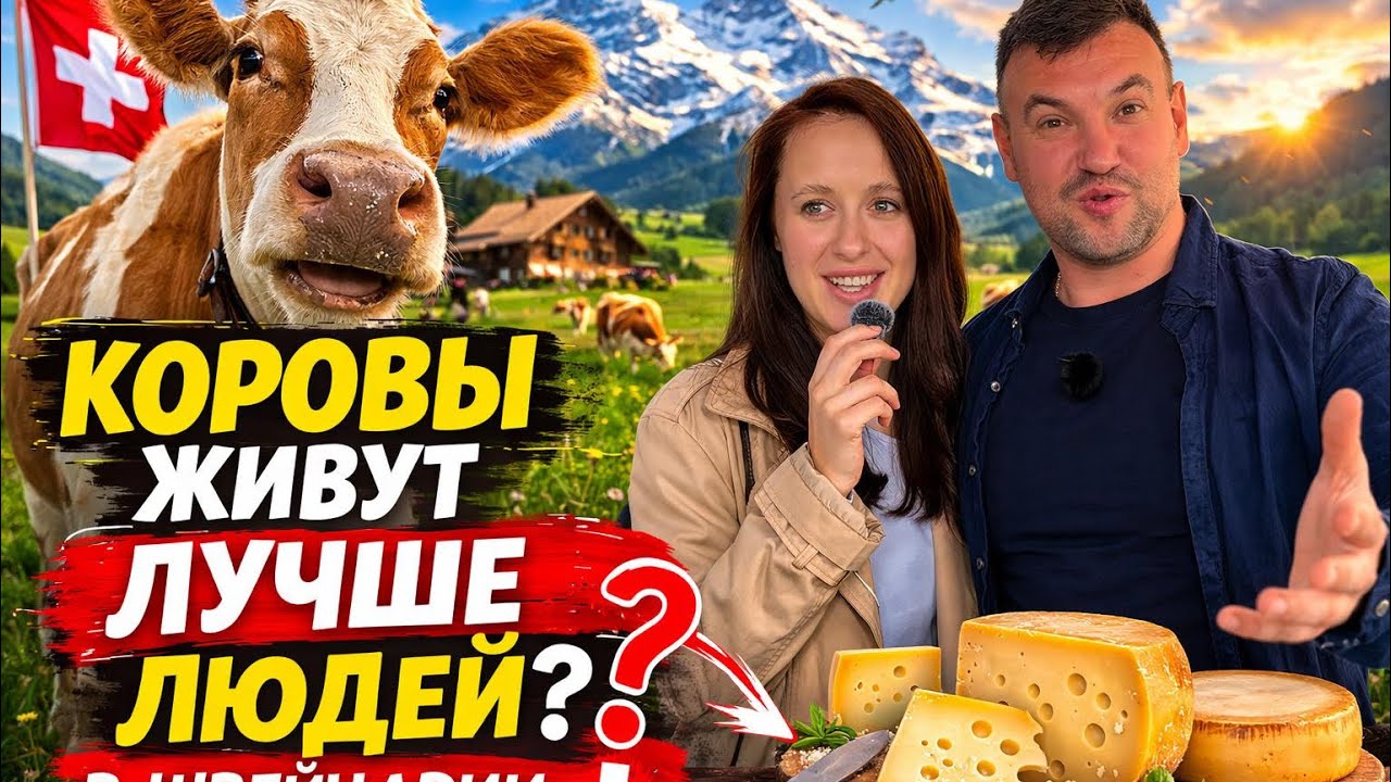 Правда ли что швейцарские коровы живут лучше людей ?