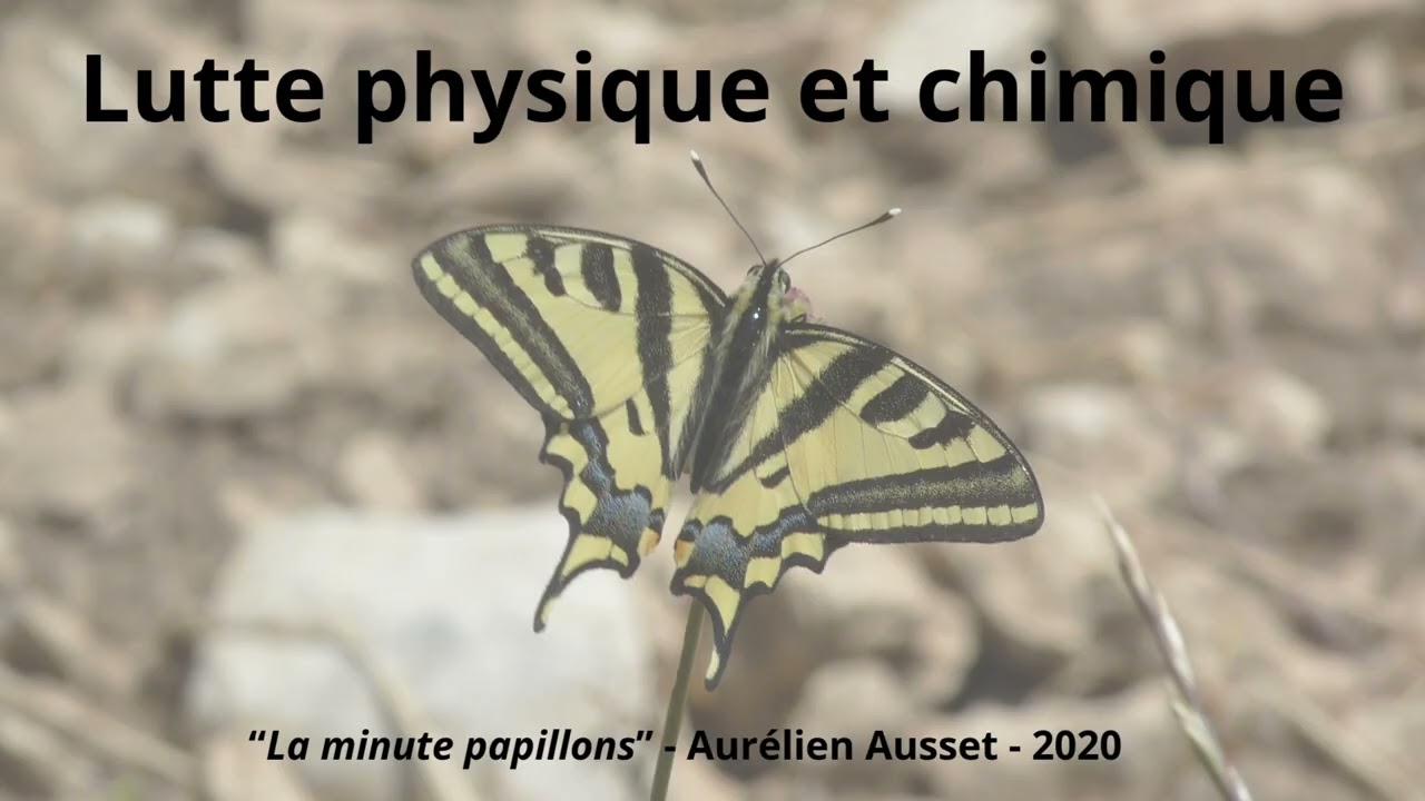 La lutte physique et chimique contre les papillons ravageurs