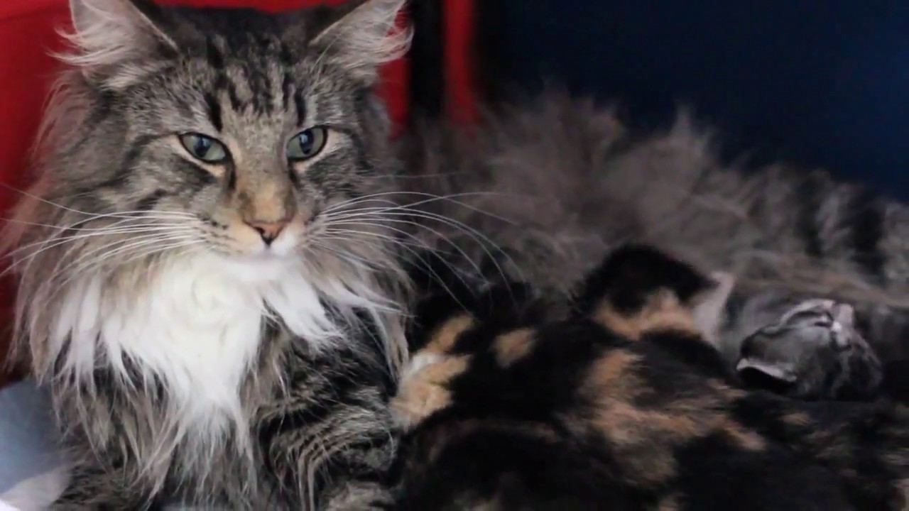 Litter Wayward Sisters ♥ Arashi Norwegian Forest Cats ♥ 2 weeks