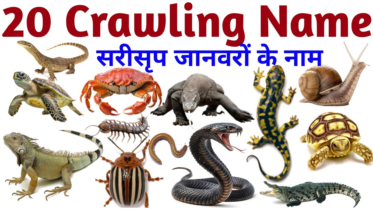 Crawling Animals for Kids | Names of Creeping Creatures with Sounds & Pictures | Learn in English HD