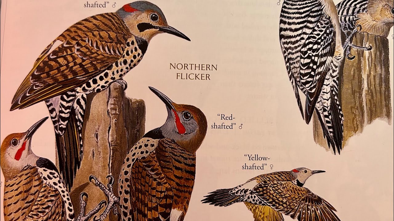 Spiritual Meaning of Seeing a Flicker (woodpecker) ❤️💛🥁🪶🐦‍🔥