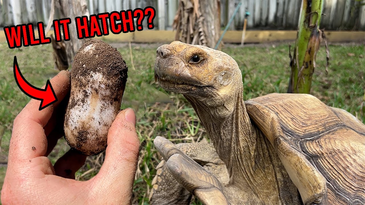 I Found a Double Tortoise Egg!!