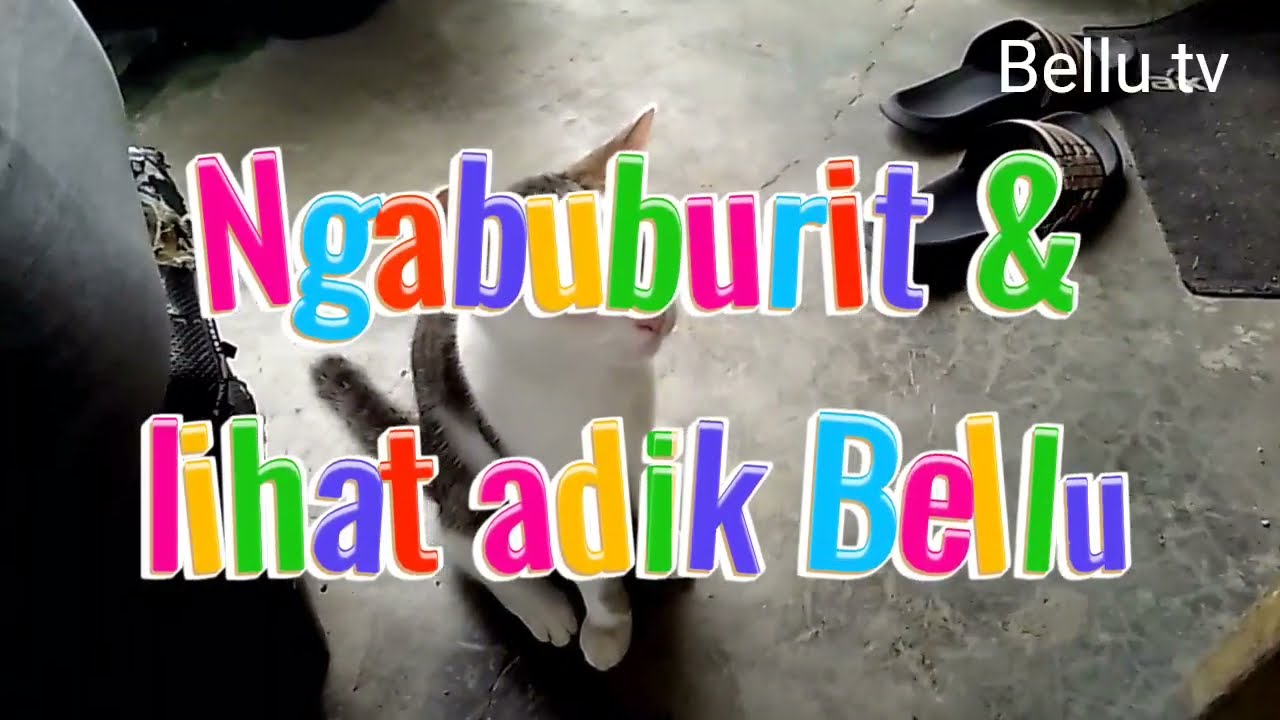 MENGUNJUNGI ADIK SI BELLU
