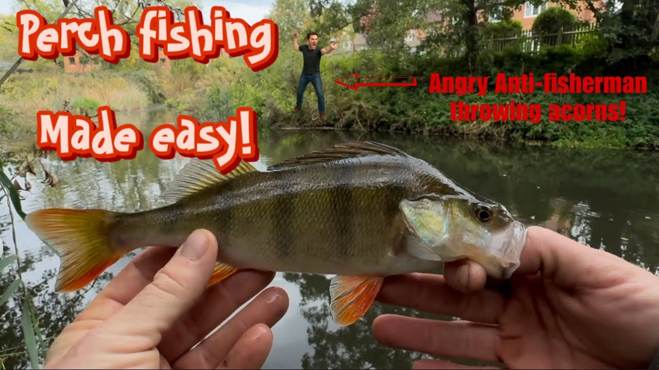 How to catch plenty of perch with lures on your local rivers! 