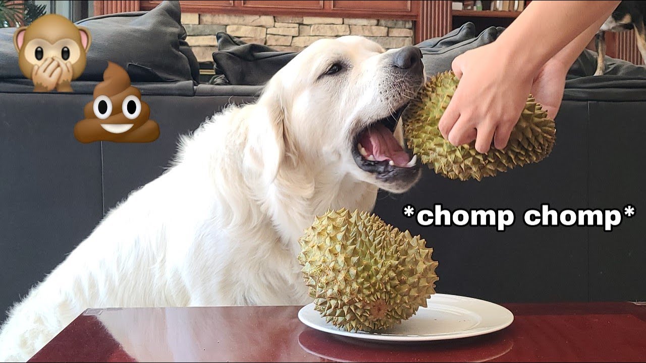My dog reacts to and eats durian for the first time!  Golden retriever taste test!