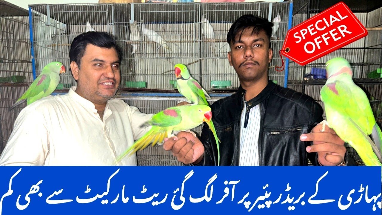 Pahari Ke Breeder Pair Behtreen Size Me | Talking Wale Tame Pahari | Cream cocktail Ke Breeder Pair