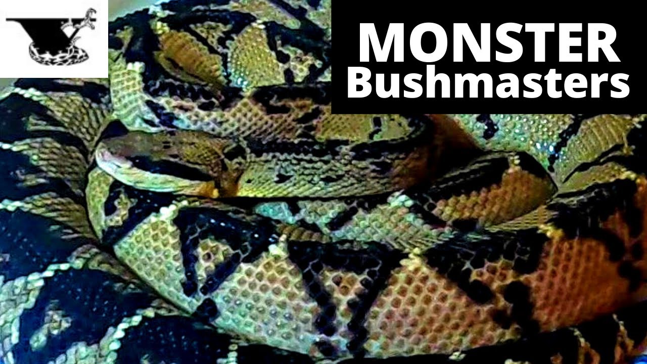 2 MONSTER Bushmasters Species |  Lachesis muta vs Lachesis stenophrys