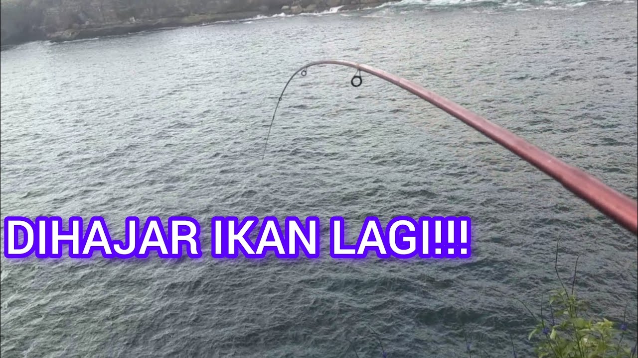 Terulang kembali mancing mernil disambar ikan babon lagi!!! ( ROCKFISHING)