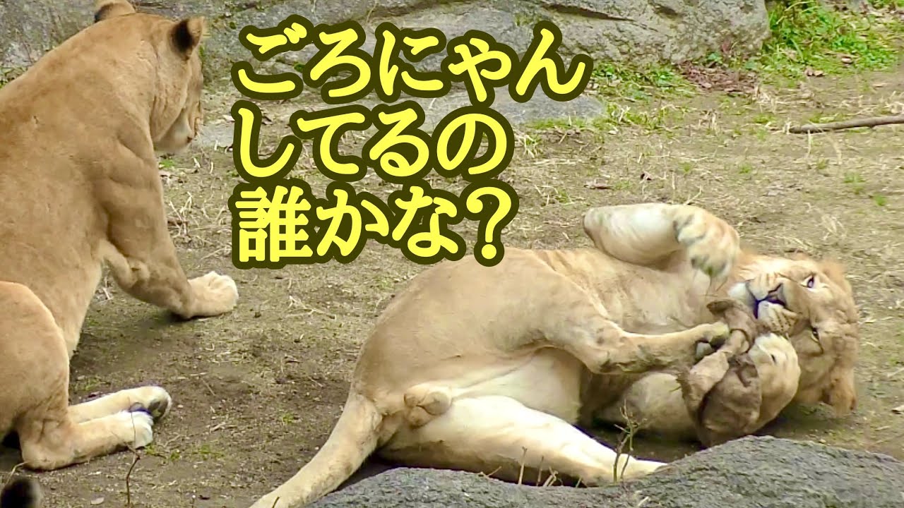 ライオンファミリー　ゴロゴロ転がっているのは誰かな？【とべ動物園】Lion family Tobe Zoo 