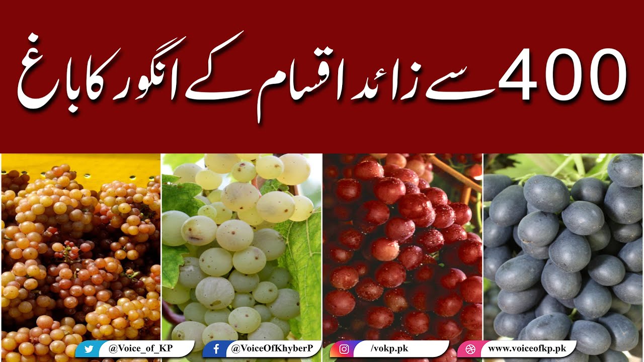 پاکستان میں400 سے زائد اقسام کے انگور کا سب سے بڑا باغ