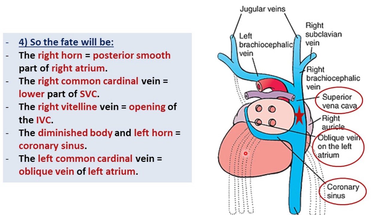Embryology of the Heart - Sinus Venosus (Dr. Ahmed Farid)