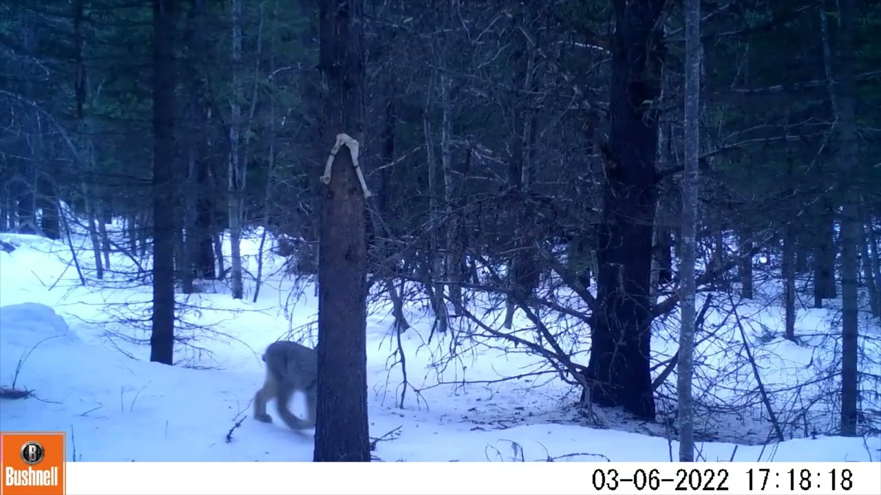 winter trail camera 2022