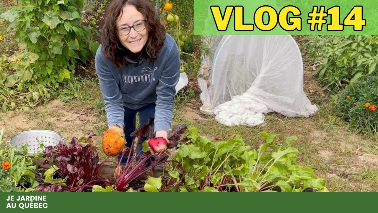 Jardinage d'Automne au Québec | Cultures d'Épinards, Laitues, Radis, Navets & Betteraves 🌿