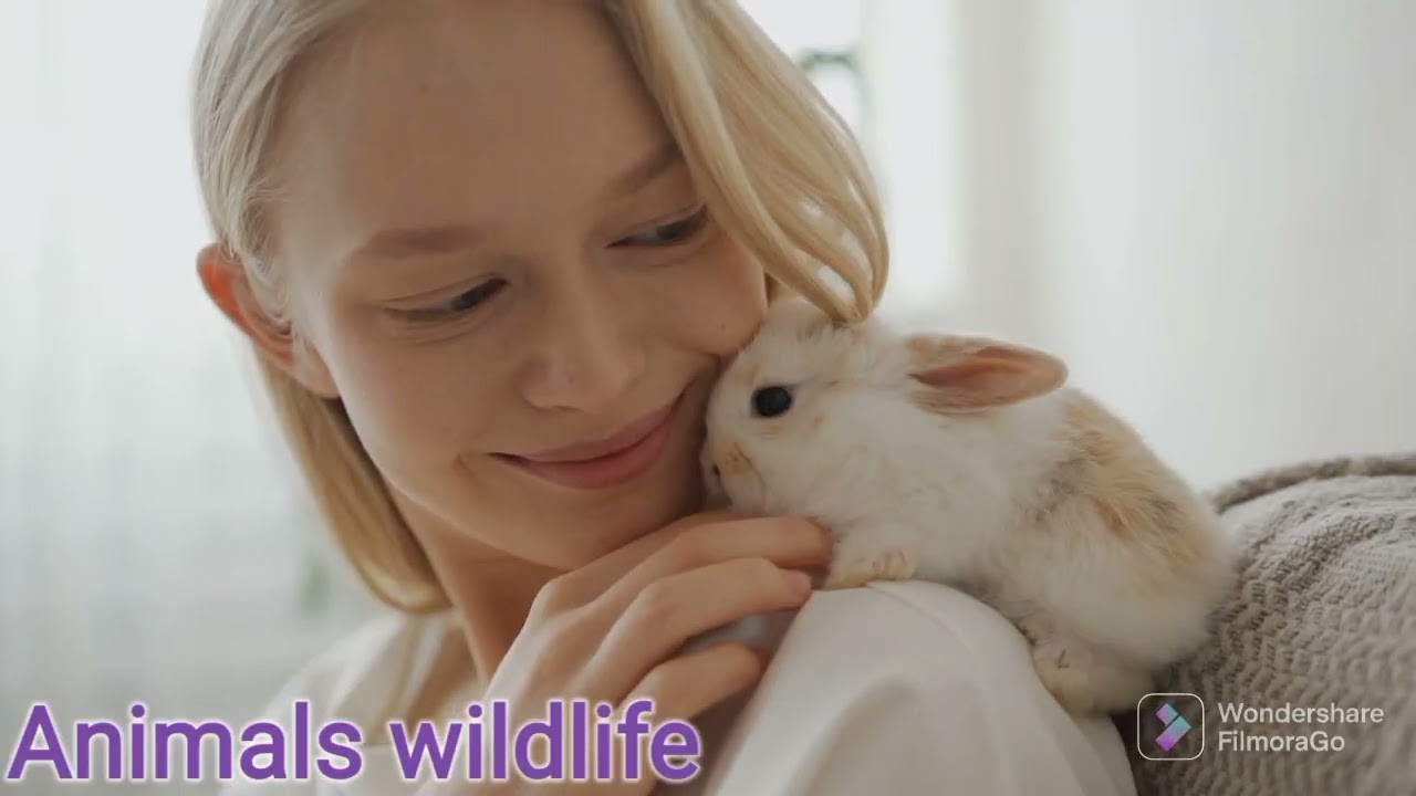 funny rabbit animals | Rabbit funny video compilation | peter rabbit blackberry | funny animals |