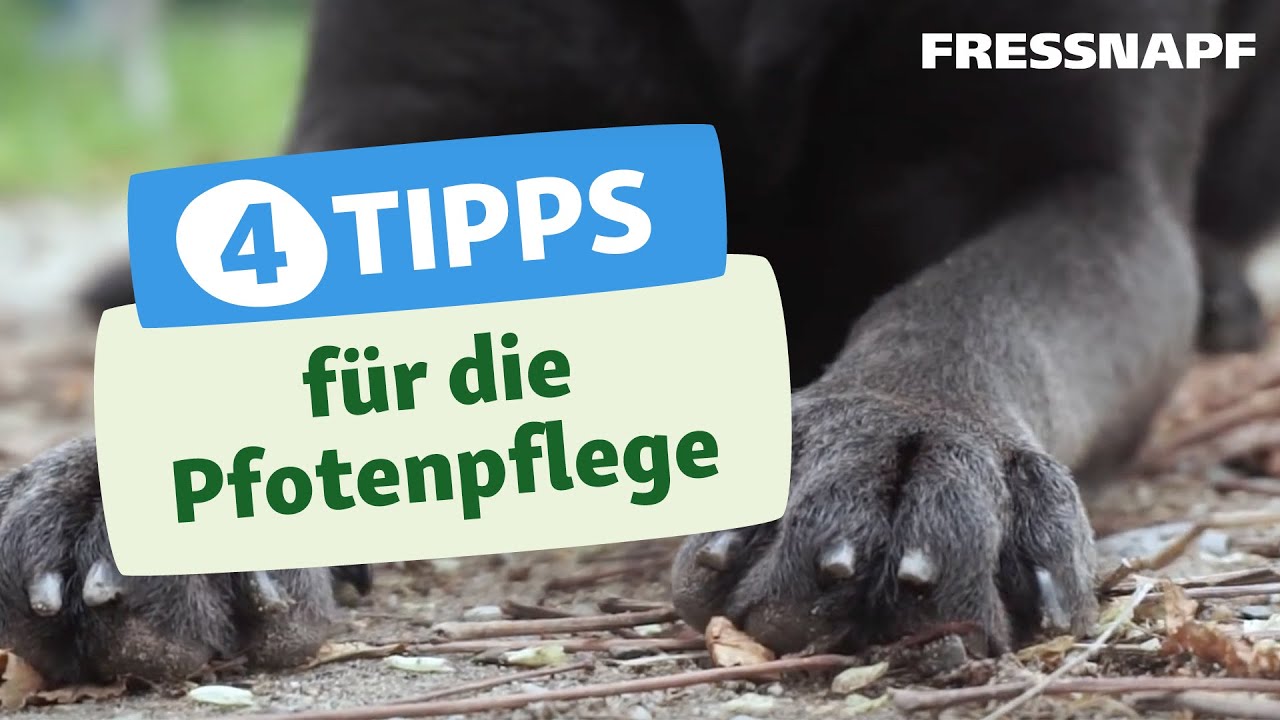 4 Tipps für die Pfotenpflege eures Hundes im Winter