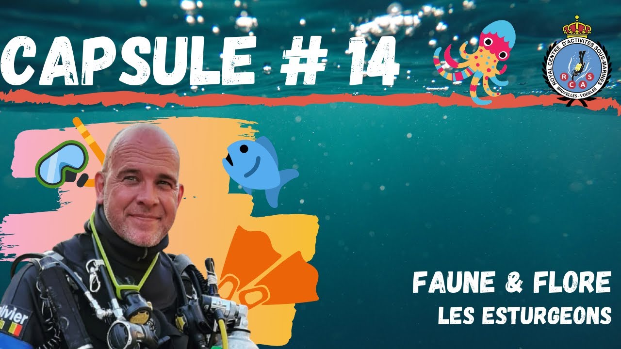 Les esturgeons